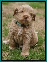 Callie Parson pups 5 wks old 201