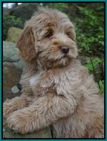 Callie Parson pups 8 wks old 12222