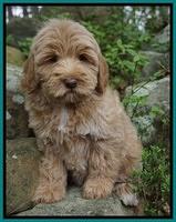 Callie Parson pups 8 wks old 9222
