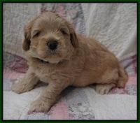 Callie Parson pups 4 wks old 251