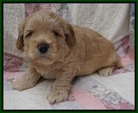 Callie Parson pups 4 wks old 261