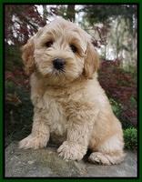 Callie Parson pups 8 wks old 141