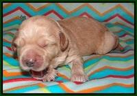 Callie Parson pups one week old 121