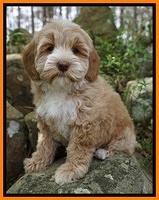 Callie Parson pups 8 wks old 61