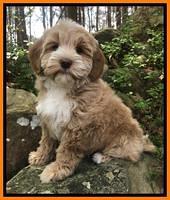 Callie Parson pups 8 wks old 91
