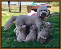 Callie Parson pups 6 wks old 451