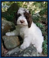 Individual puppy photo gallery