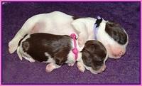 Fanny AJ pups 1 wk old 24!
