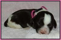 Fanny AJ pups 1 wk old 3!
