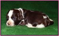 Fanny AJ pups 2 wks old 22