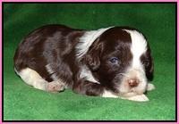 Fanny AJ pups 2 wks old 32