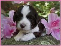 Fanny AJ pups 3 wks old 12