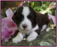 Fanny AJ pups 3 wks old 22