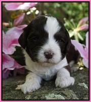 Fanny AJ pups 3 wks old 32