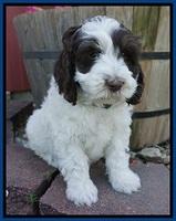 Fanny AJ pups 7 wks old 21