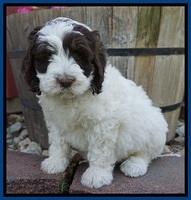 Fanny AJ pups 7 wks old 31