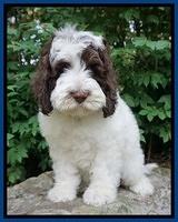 Fanny AJ pups 8 wks old 7975