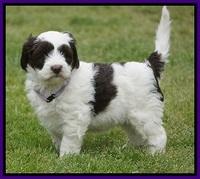 Fanny AJ pups 6 wks old 8100