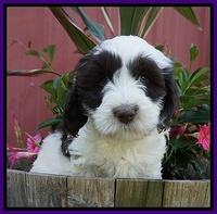 Fanny AJ pups 7 wks old 41
