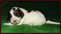 Fanny AJ pups 3 wks old 101