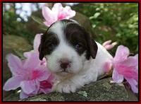 Fanny AJ pups 3 wks old 122