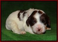 Fanny AJ pups 3 wks old 91