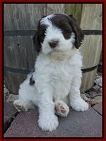 Fanny AJ pups 7 wks old 71