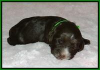 Fanny AJ pups 1 wk old 10!