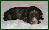 Fanny AJ pups 1 wk old 11!