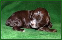 Fanny AJ pups 3 wks old 131