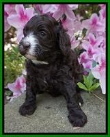 Fanny AJ pups 4 wks old 131