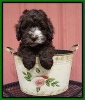 Fanny AJ pups 6 wks old 19100