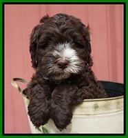 Fanny AJ pups 6 wks old 20100