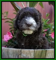 Fanny AJ pups 7 wks old 141