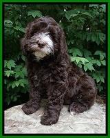 Fanny AJ pups 8 wks old 51
