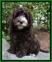 Fanny AJ pups 8 wks old 61