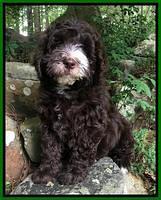 Fanny AJ pups 8 wks old 71