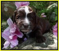 Fanny AJ pups 3 wks old 282