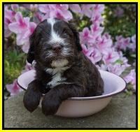 Fanny AJ pups 4 wks old 251