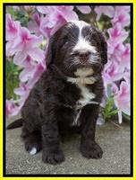 Fanny AJ pups 4 wks old 271