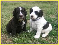 Fanny AJ pups 5 wks old 371
