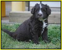 Fanny AJ pups 5 wks old 401