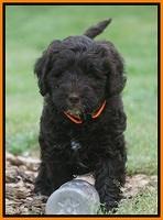 Fanny AJ pups 6 wks old 24100