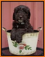 Fanny AJ pups 6 wks old 25100