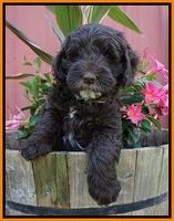 Fanny AJ pups 7 wks old 231