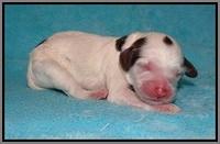 Fanny AJ Newborn 181