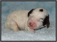 Fanny AJ pups 1 wk old 20!