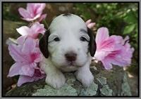 Fanny AJ pups 3 wks old 292