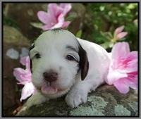 Fanny AJ pups 3 wks old 302