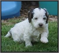 Fanny AJ pups 5 wks old 321